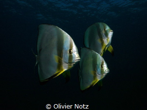curious batfishes that followed us for at least 5 minutes by Olivier Notz 